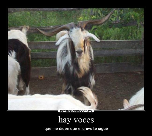 hay voces - que me dicen que el chivo te sigue