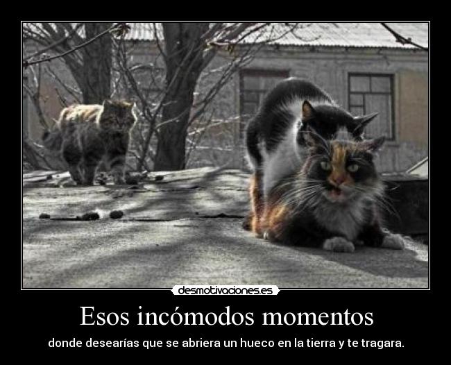 carteles feliz navidad prospero ano nuevo les desea tigre desmotivaciones