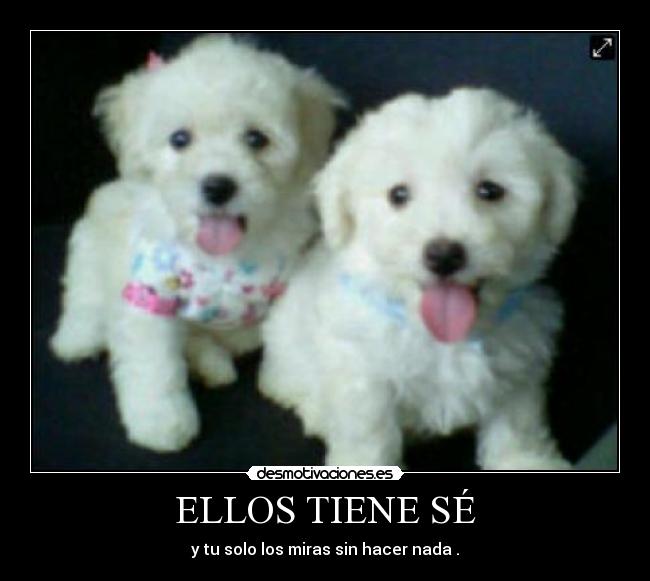 ELLOS TIENE SÉ - 