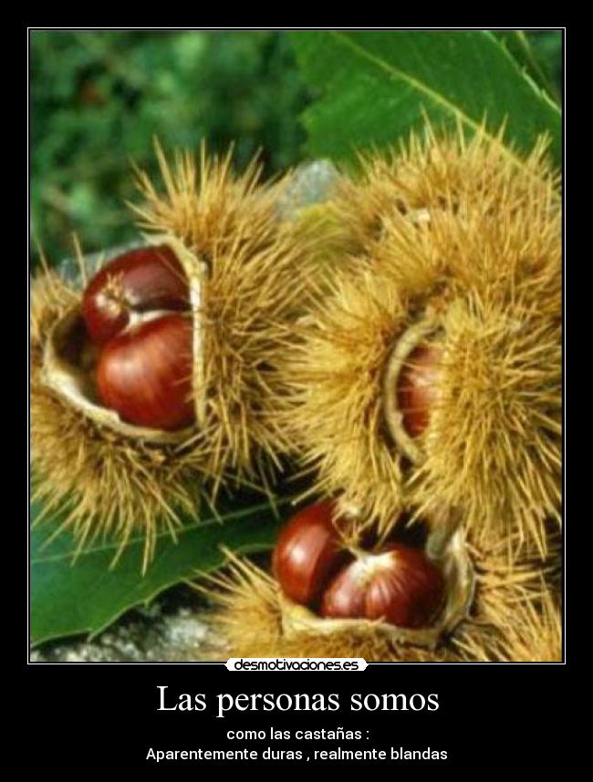 Las personas somos - como las castañas :
Aparentemente duras , realmente blandas
