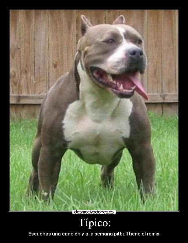 carteles pitbull semana remix desmotivaciones