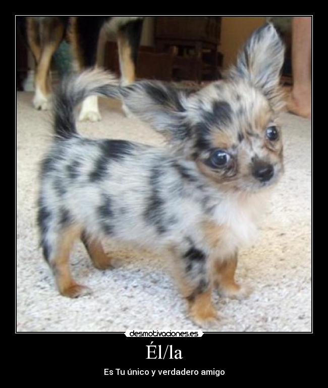 carteles dfg desmotivaciones