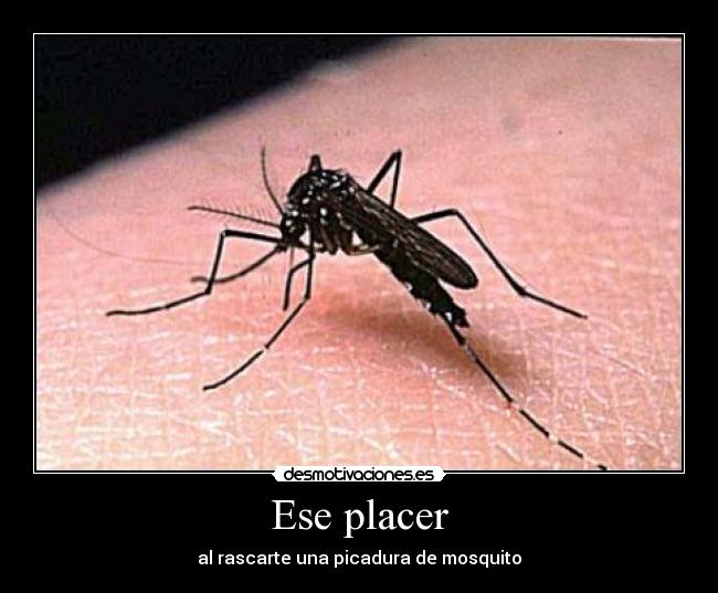 Ese placer - al rascarte una picadura de mosquito