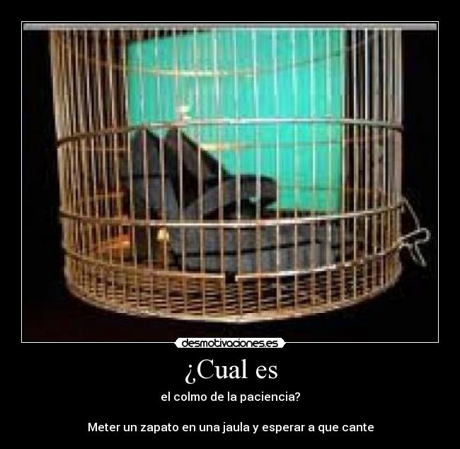 ¿Cual es - 