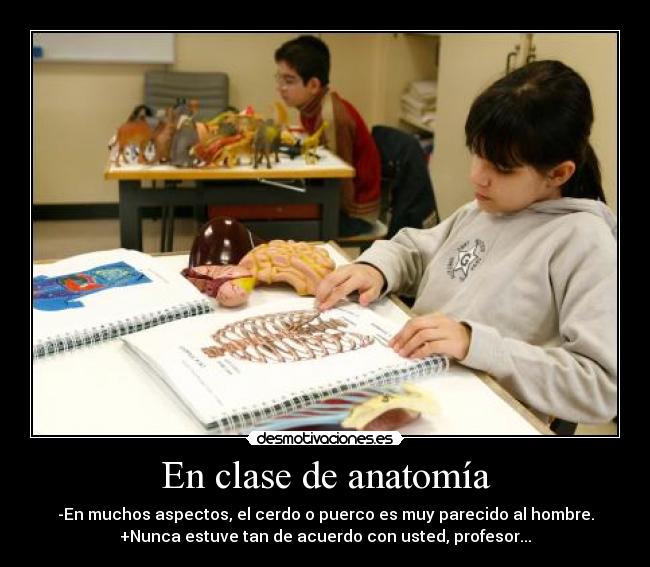 En clase de anatomía - -En muchos aspectos, el cerdo o puerco es muy parecido al hombre.
+Nunca estuve tan de acuerdo con usted, profesor...
