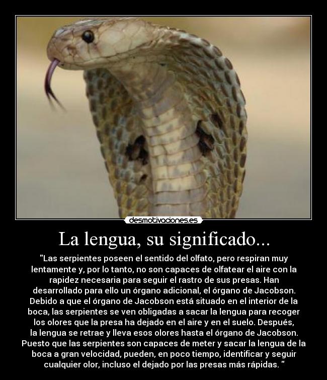 La lengua, su significado... - Las serpientes poseen el sentido del olfato, pero respiran muy
lentamente y, por lo tanto, no son capaces de olfatear el aire con la
rapidez necesaria para seguir el rastro de sus presas. Han
desarrollado para ello un órgano adicional, el órgano de Jacobson.
Debido a que el órgano de Jacobson está situado en el interior de la
boca, las serpientes se ven obligadas a sacar la lengua para recoger
los olores que la presa ha dejado en el aire y en el suelo. Después,
la lengua se retrae y lleva esos olores hasta el órgano de Jacobson.
Puesto que las serpientes son capaces de meter y sacar la lengua de la
boca a gran velocidad, pueden, en poco tiempo, identificar y seguir
cualquier olor, incluso el dejado por las presas más rápidas. 