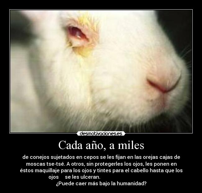 carteles conejo test draize desmotivaciones