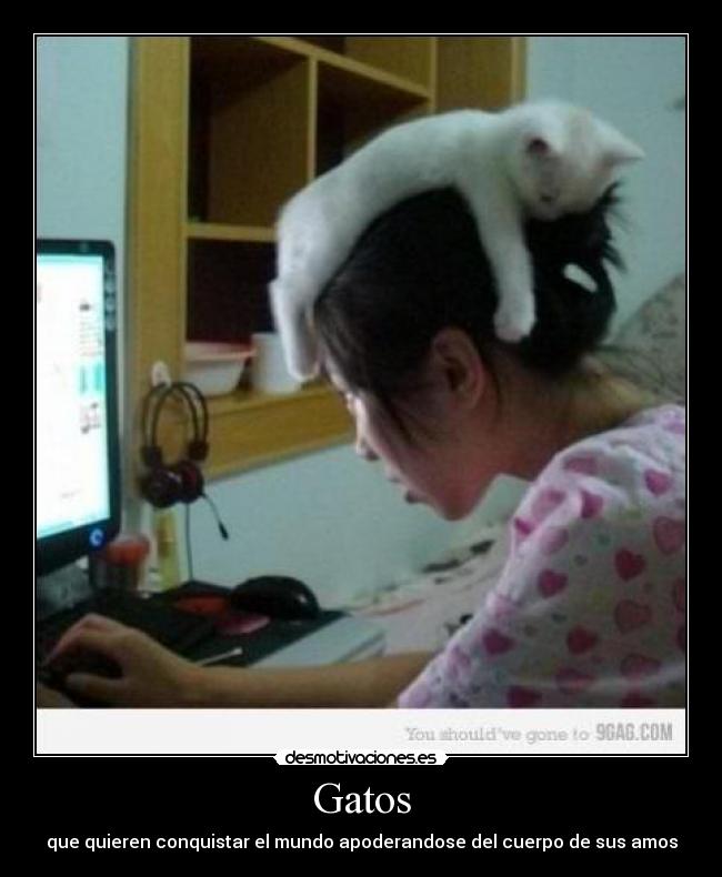 Gatos - que quieren conquistar el mundo apoderandose del cuerpo de sus amos