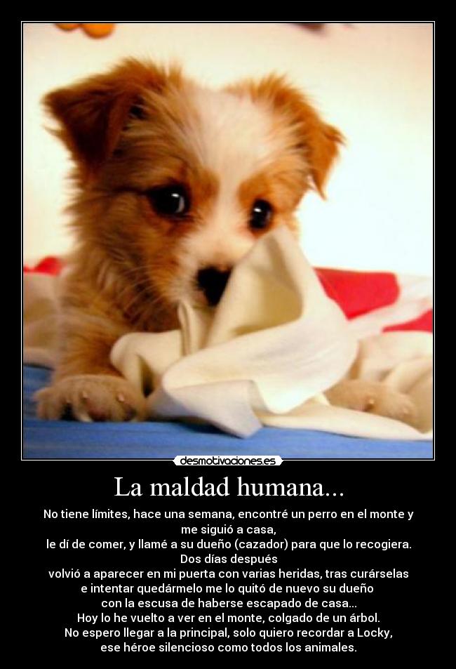 La maldad humana... - No tiene límites, hace una semana, encontré un perro en el monte y me siguió a casa,
le dí de comer, y llamé a su dueño (cazador) para que lo recogiera. Dos días después
volvió a aparecer en mi puerta con varias heridas, tras curárselas
e intentar quedármelo me lo quitó de nuevo su dueño 
con la escusa de haberse escapado de casa...
Hoy lo he vuelto a ver en el monte, colgado de un árbol.
No espero llegar a la principal, solo quiero recordar a Locky,
ese héroe silencioso como todos los animales.