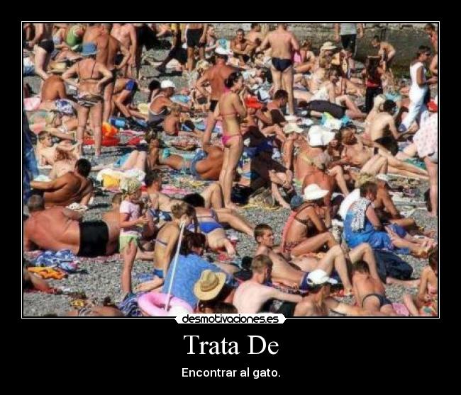 carteles gato desmotivaciones