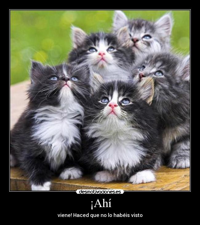 ¡Ahí - viene! Haced que no lo habéis visto