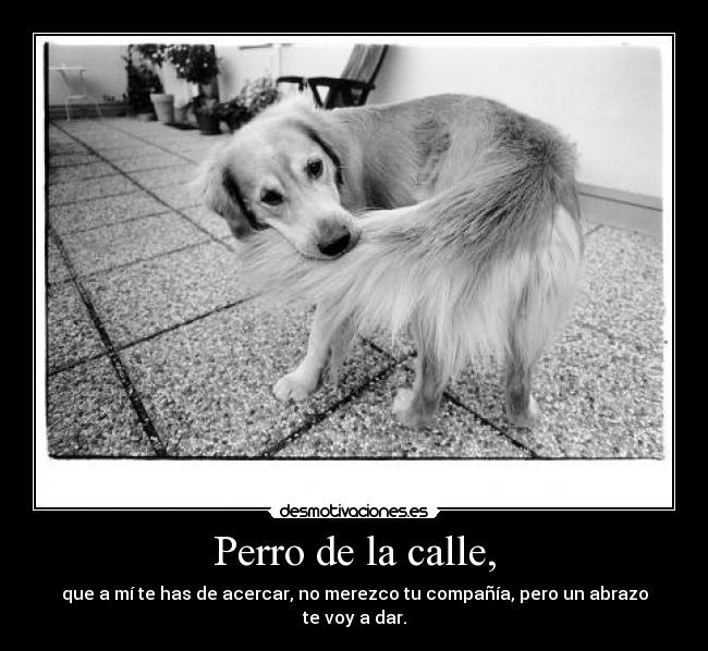 Perro de la calle, - 