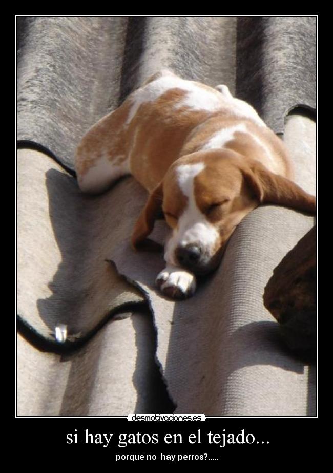 si hay gatos en el tejado... -