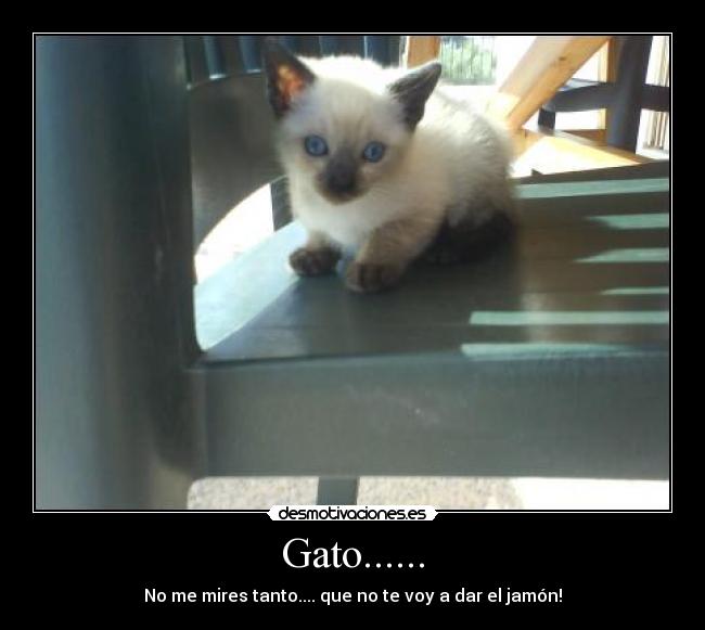 Gato...... - 