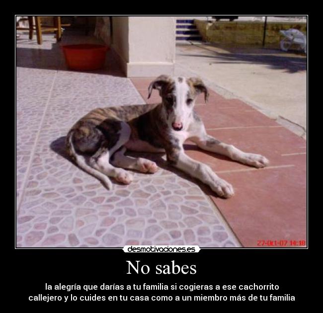 No sabes - la alegría que darías a tu familia si cogieras a ese cachorrito
callejero y lo cuides en tu casa como a un miembro más de tu familia