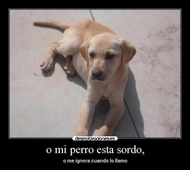 o mi perro esta sordo, - 
