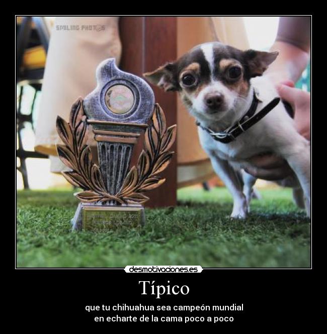 Típico - que tu chihuahua sea campeón mundial
en echarte de la cama poco a poco