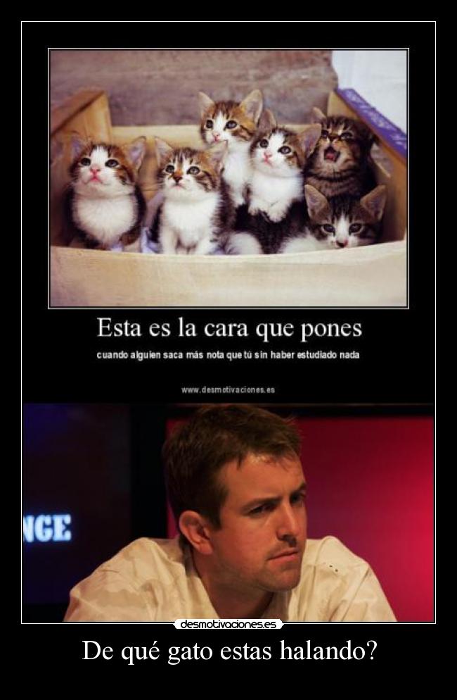 De qué gato estas halando? -