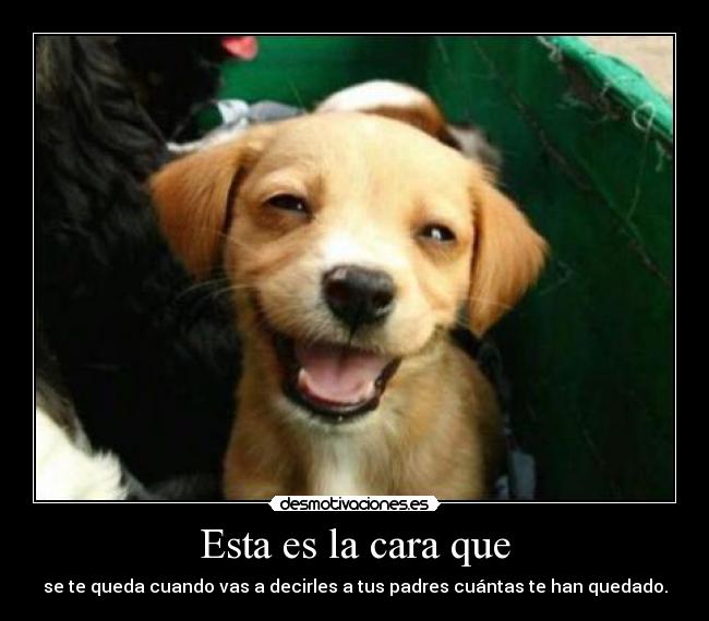 Esta es la cara que - se te queda cuando vas a decirles a tus padres cuántas te han quedado.