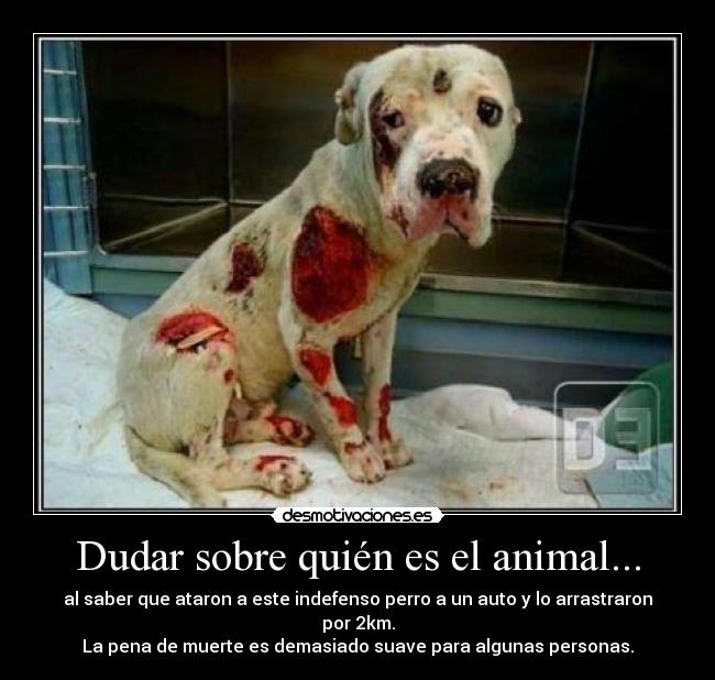 Dudar sobre quién es el animal... -