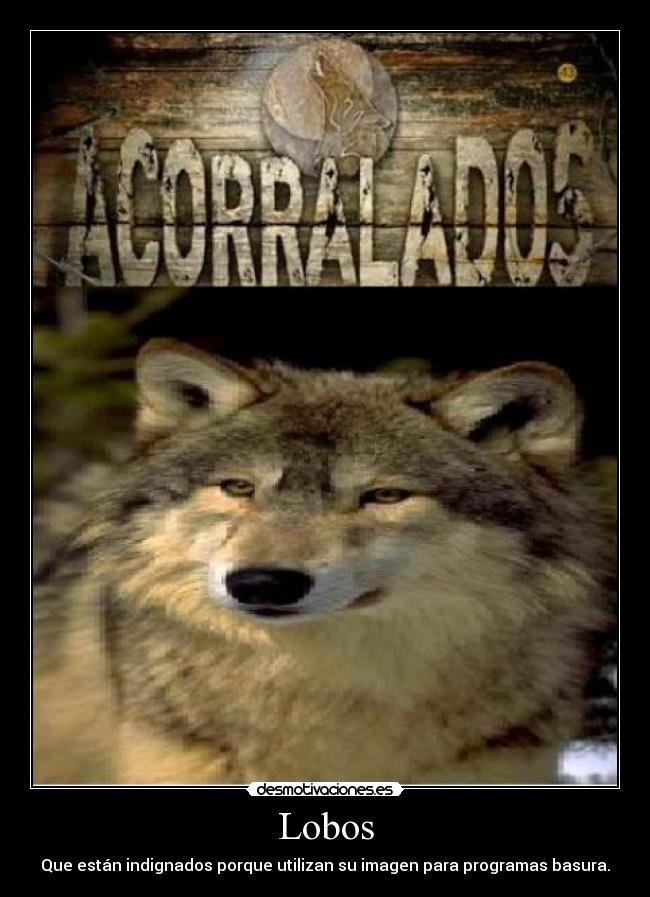 Lobos - Que están indignados porque utilizan su imagen para programas basura.
