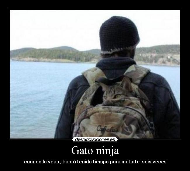 Gato ninja - cuando lo veas , habrá tenido tiempo para matarte seis veces