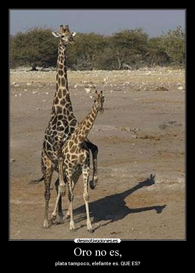 Oro no es, - plata tampoco, elefante es. QUE ES?