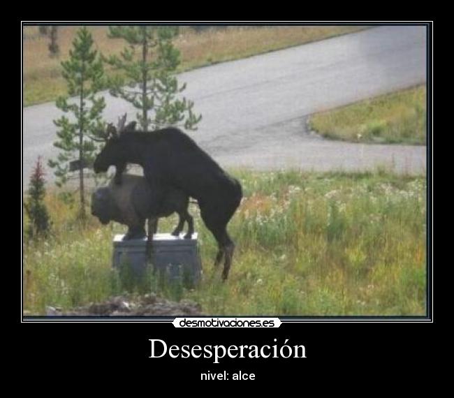 Desesperación - nivel: alce