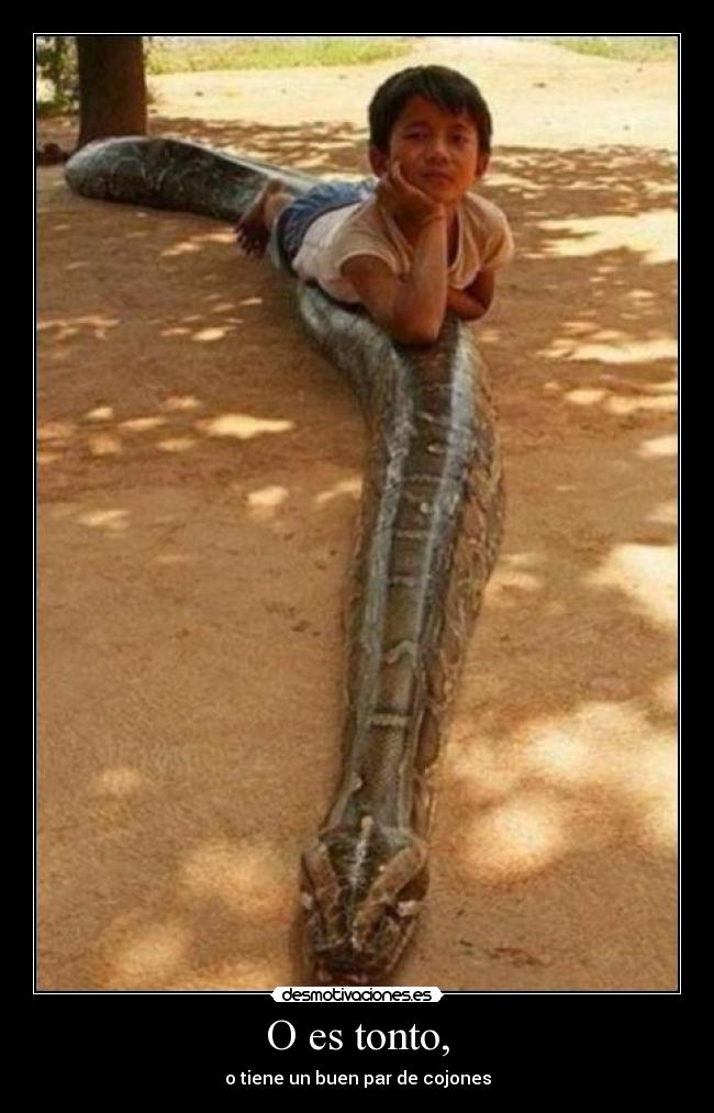 O es tonto, - o tiene un buen par de cojones