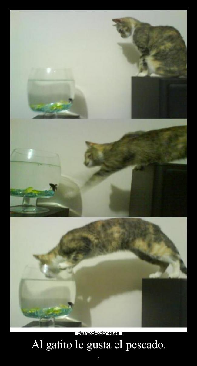 Al gatito le gusta el pescado. -