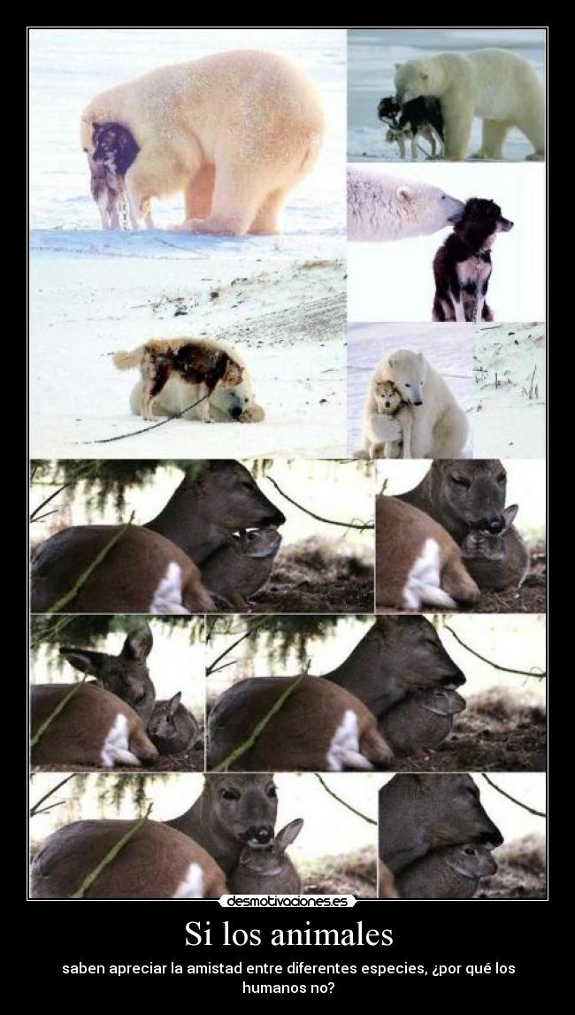 Si los animales -