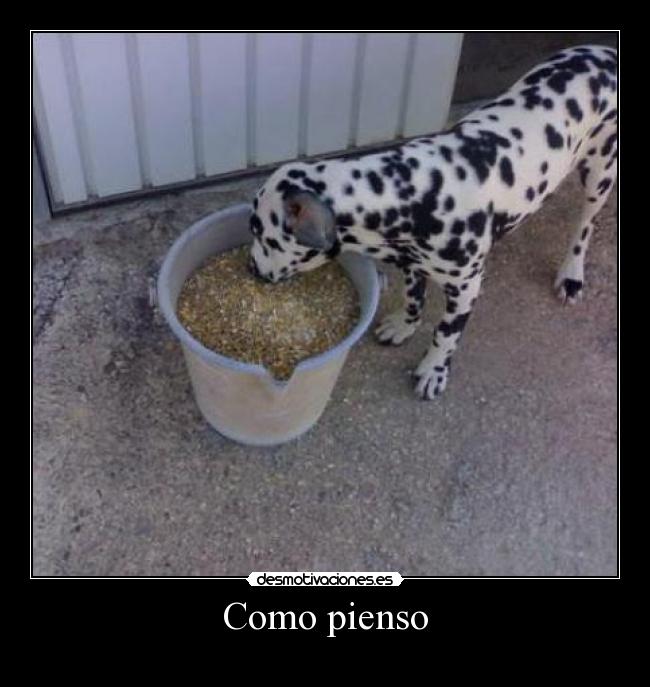 Como pienso - 