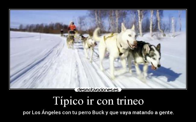 Típico ir con trineo - por Los Ángeles con tu perro Buck y que vaya matando a gente.