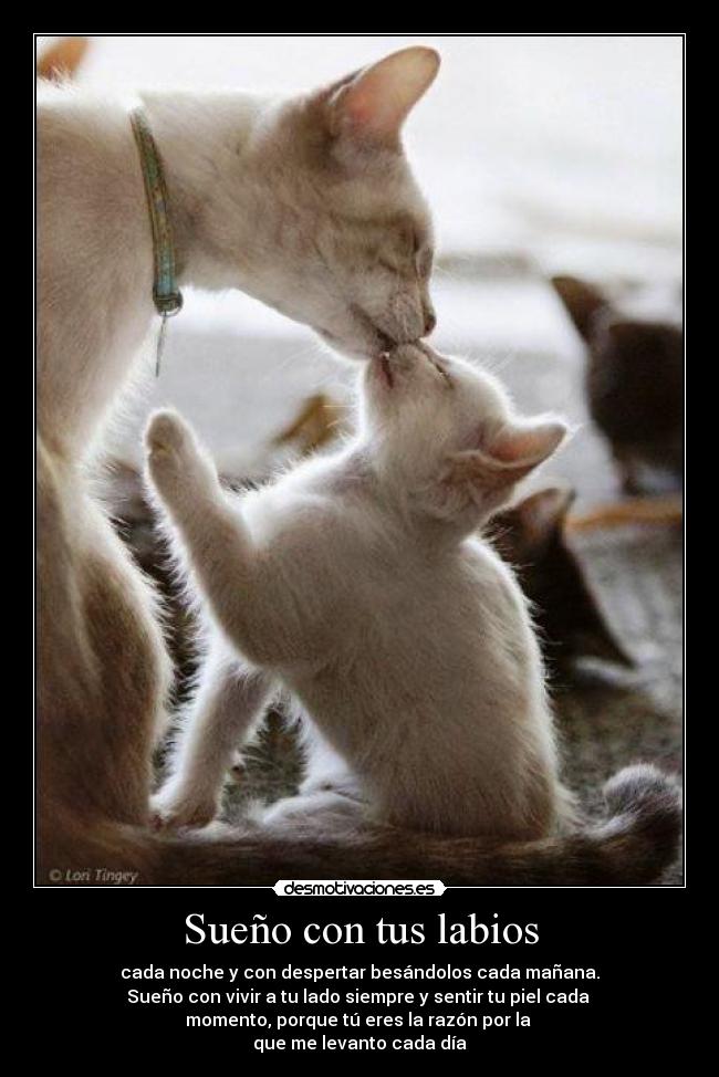 Sueño con tus labios - cada noche y con despertar besándolos cada mañana.
Sueño con vivir a tu lado siempre y sentir tu piel cada
momento, porque tú eres la razón por la
que me levanto cada día