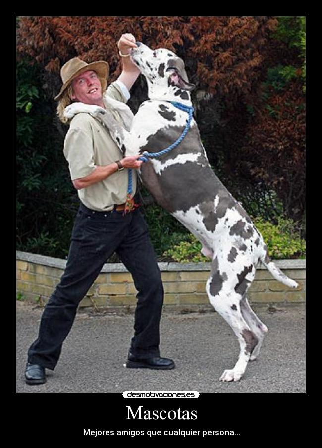 Mascotas - 