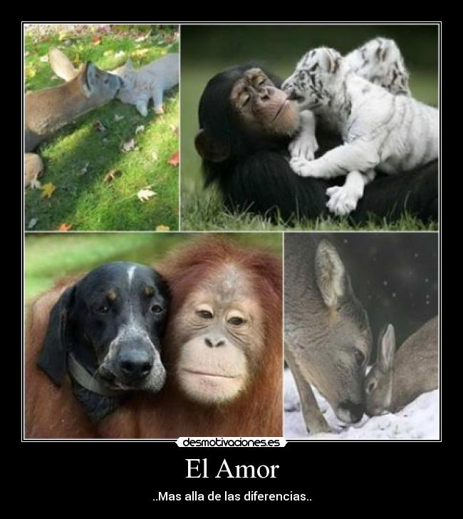 El Amor -