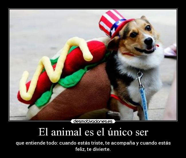 El animal es el único ser - que entiende todo: cuando estás triste, te acompaña y cuando estás feliz, te divierte.