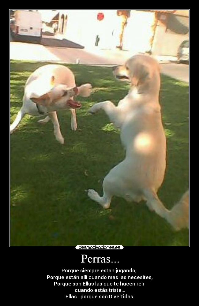 Perras... - 