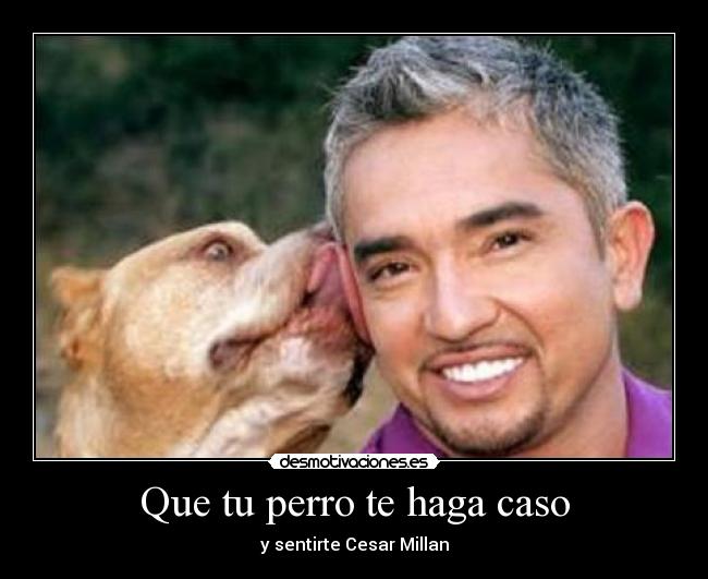 carteles cesar millan desmotivaciones