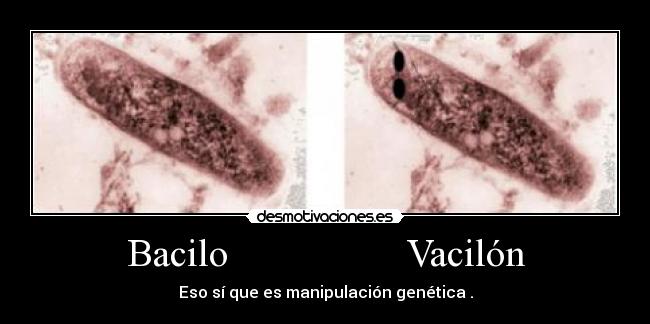 Bacilo                  Vacilón - 