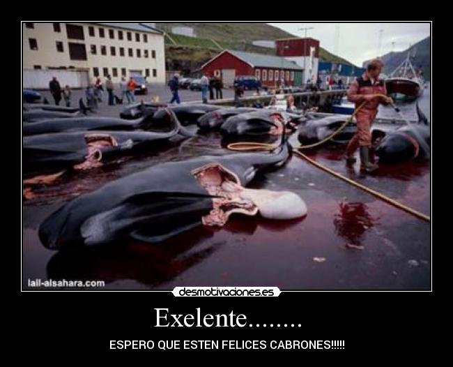 Exelente........ - 