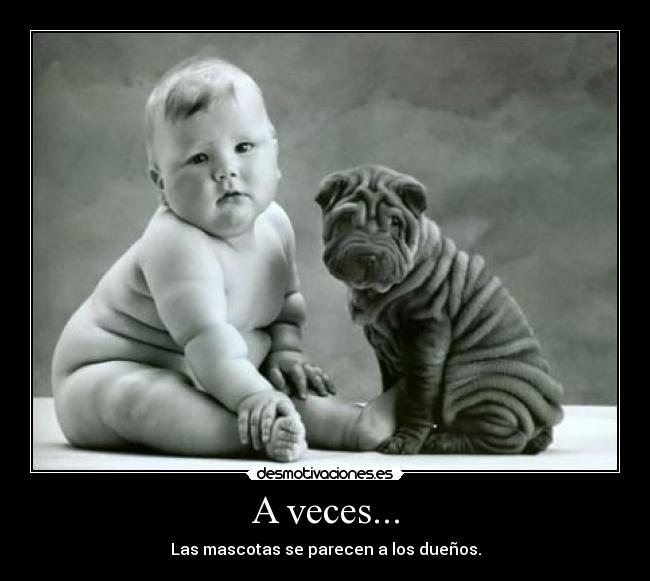 A veces... - Las mascotas se parecen a los dueños.