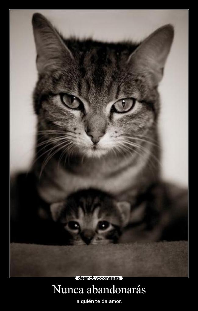 Nunca abandonarás -