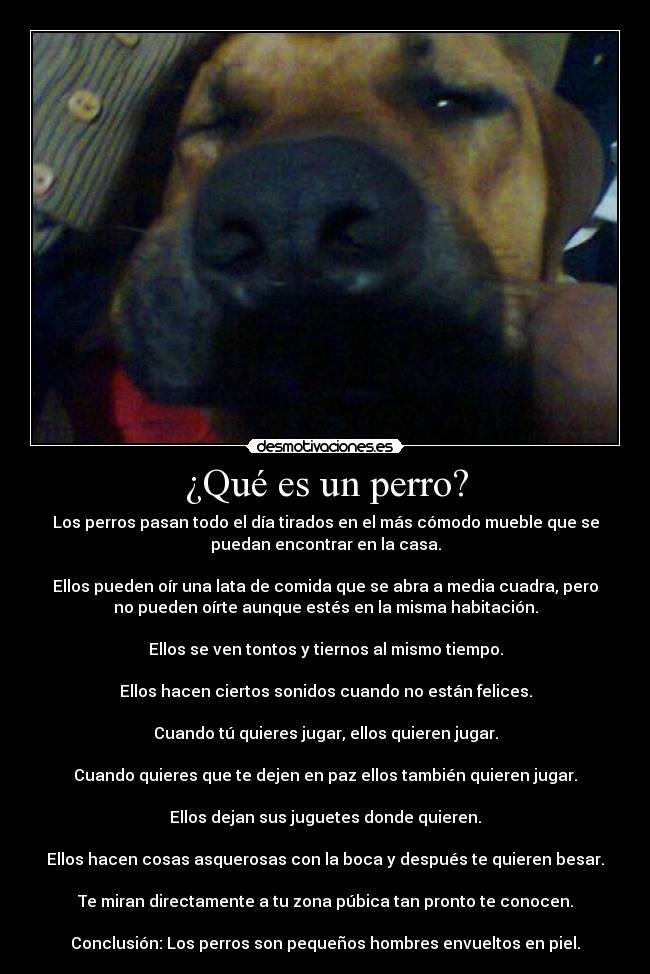 ¿Qué es un perro? - Los perros pasan todo el día tirados en el más cómodo mueble que se
puedan encontrar en la casa.
Ellos pueden oír una lata de comida que se abra a media cuadra, pero
no pueden oírte aunque estés en la misma habitación.
Ellos se ven tontos y tiernos al mismo tiempo.
Ellos hacen ciertos sonidos cuando no están felices.
Cuando tú quieres jugar, ellos quieren jugar.
Cuando quieres que te dejen en paz ellos también quieren jugar.
Ellos dejan sus juguetes donde quieren.
Ellos hacen cosas asquerosas con la boca y después te quieren besar.
Te miran directamente a tu zona púbica tan pronto te conocen.
Conclusión: Los perros son pequeños hombres envueltos en piel.