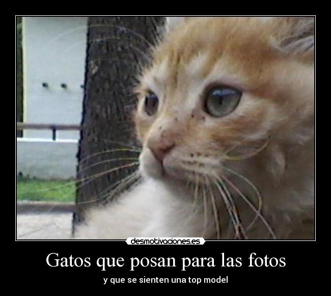Gatos que posan para las fotos - 