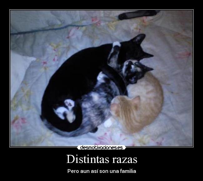 Distintas razas - Pero aun así son una familia