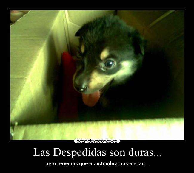 Las Despedidas son duras... - pero tenemos que acostumbrarnos a ellas....