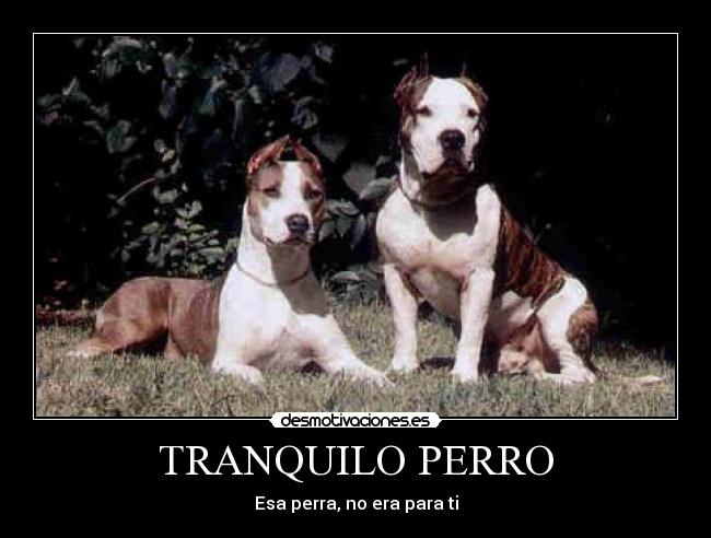 TRANQUILO PERRO - Esa perra, no era para ti
