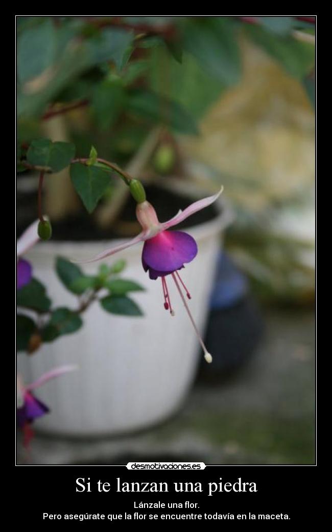 Si te lanzan una piedra - Lánzale una flor.
Pero asegúrate que la flor se encuentre todavía en la maceta.