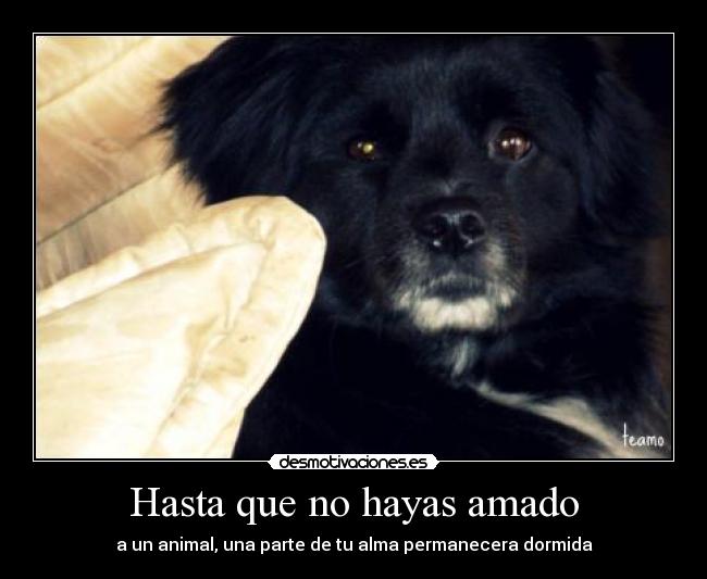 Hasta que no hayas amado -